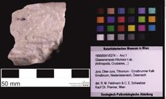 Foto (Objekt + Etiketten) von Glaessneropsis tribulosa n.sp. (NHMW-GEO-1990-0041-0274)